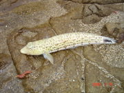 画像(180x135)・拡大画像(480x360)