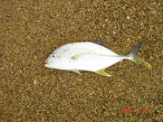 画像(180x135)・拡大画像(480x360)