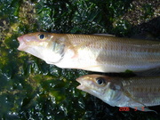 画像(180x135)・拡大画像(480x360)