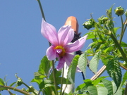 画像(180x135)・拡大画像(480x360)