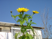 画像(180x135)・拡大画像(480x360)