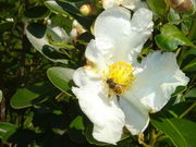 画像(180x135)・拡大画像(480x360)