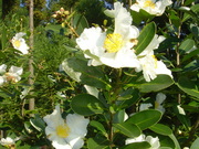 画像(180x135)・拡大画像(480x360)