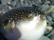 画像(180x135)・拡大画像(480x360)