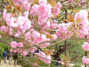 画像(180x134)・拡大画像(479x359)