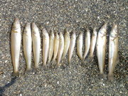 画像(180x135)・拡大画像(480x360)