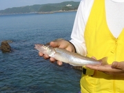 画像(180x135)・拡大画像(480x360)