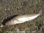 画像(180x135)・拡大画像(480x360)