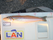 画像(180x135)・拡大画像(480x360)