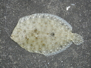 画像(180x135)・拡大画像(480x360)