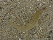 画像(180x135)・拡大画像(480x360)