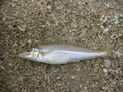 画像(180x135)・拡大画像(480x360)