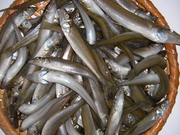 画像(180x135)・拡大画像(480x360)