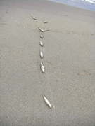 画像(135x180)・拡大画像(360x480)