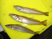 画像(180x135)・拡大画像(480x360)