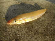 画像(180x135)・拡大画像(480x360)