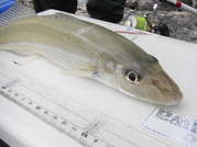 画像(180x134)・拡大画像(479x359)