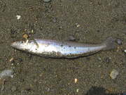 画像(180x135)・拡大画像(480x360)