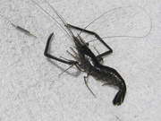 画像(180x135)・拡大画像(480x360)