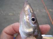 画像(180x135)・拡大画像(480x360)