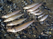 画像(180x135)・拡大画像(480x360)