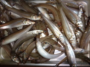 画像(180x135)・拡大画像(480x360)