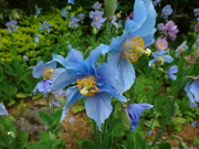 画像(180x135)・拡大画像(480x360)