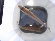 画像(180x135)・拡大画像(480x360)