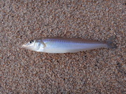 画像(180x135)・拡大画像(480x360)