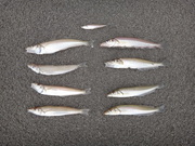 画像(180x135)・拡大画像(480x360)