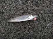 画像(180x135)・拡大画像(480x360)