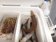 画像(180x135)・拡大画像(480x360)