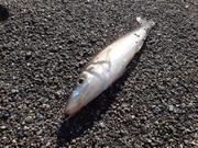 画像(180x135)・拡大画像(480x360)