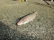 画像(180x135)・拡大画像(480x360)