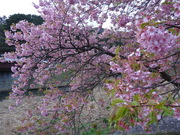 画像(180x135)・拡大画像(480x360)