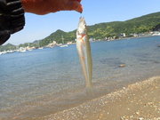 画像(180x135)・拡大画像(480x360)