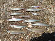 画像(180x135)・拡大画像(480x360)