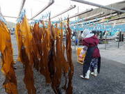 画像(180x135)・拡大画像(480x360)