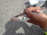 画像(180x135)・拡大画像(480x360)