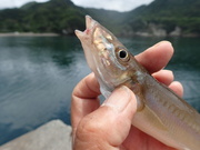 画像(180x135)・拡大画像(480x360)