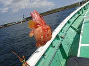 画像(180x135)・拡大画像(480x360)