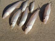 画像(180x135)・拡大画像(480x360)