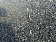 画像(180x135)・拡大画像(480x360)