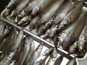 画像(180x135)・拡大画像(480x360)