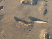 画像(180x135)・拡大画像(480x360)