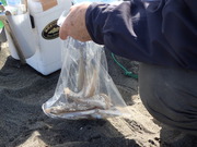 画像(180x135)・拡大画像(480x360)