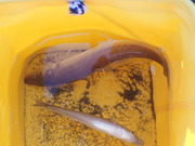 画像(180x135)・拡大画像(480x360)