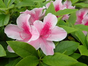 画像(180x135)・拡大画像(480x360)