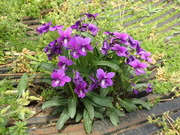 画像(180x135)・拡大画像(480x360)