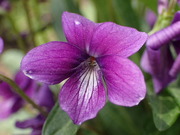 画像(180x135)・拡大画像(480x360)